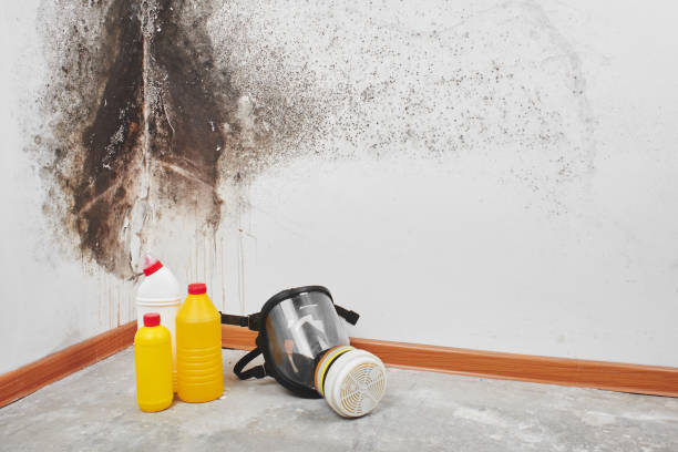 Office Mold Removal Services in River Bend, NC