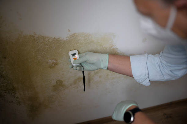 Professional Mold Removal in River Bend, NC