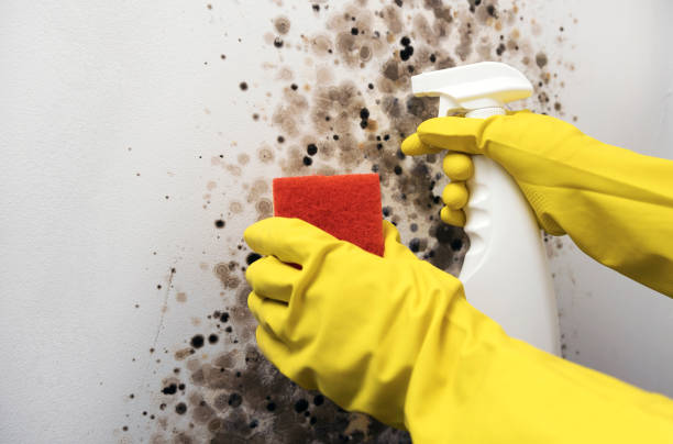 Best Commercial Mold Removal  in River Bend, NC
